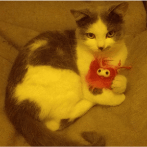 Natasha's Cat, Meshuggah, hugging a toy